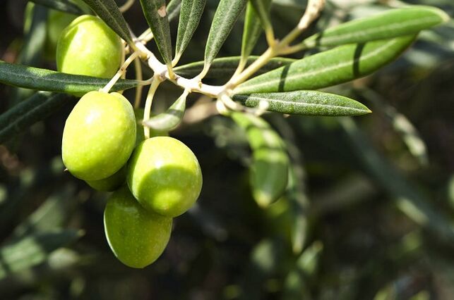 benefits of consuming olives on a ketogenic diet